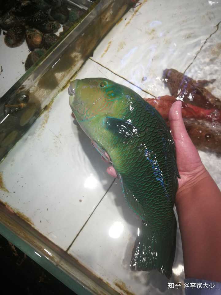 吃过最好吃的鱼是什么鱼?