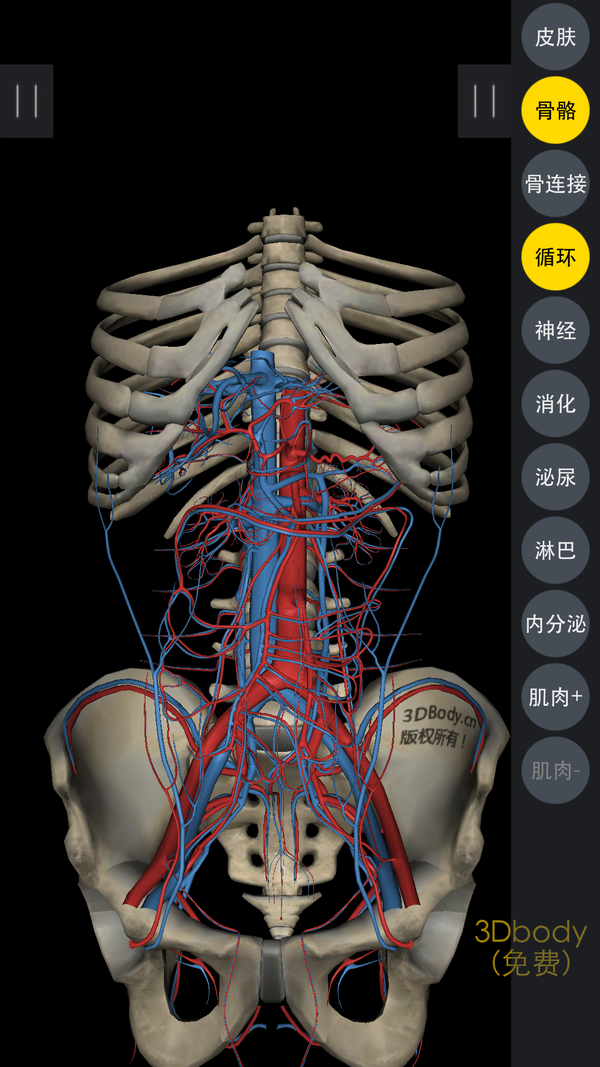 3dbody解剖——可逐个添加系统,可隐藏,可旋转,可放大缩小,可360度无