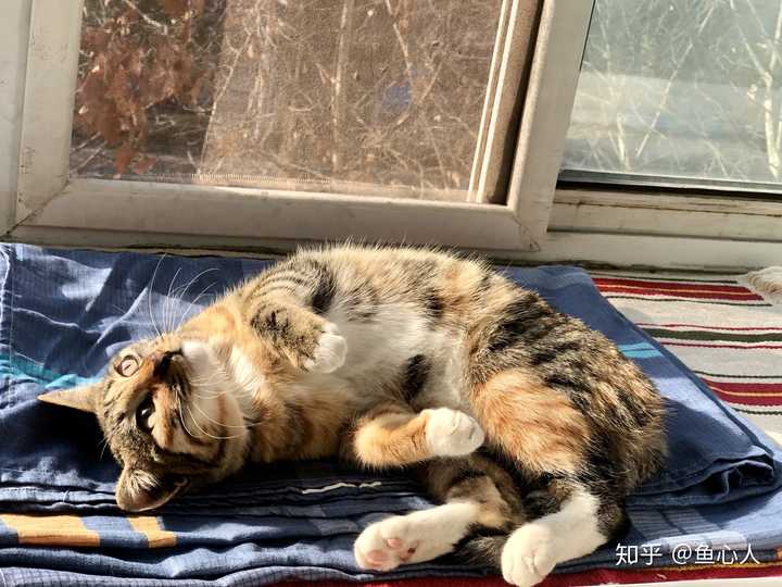 狸花猫可以漂亮到什么程度?