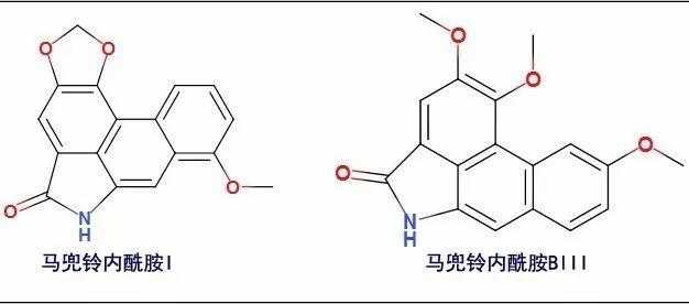 鱼腥草(折耳根)会导致马兜铃肾病,甚至肾衰吗?