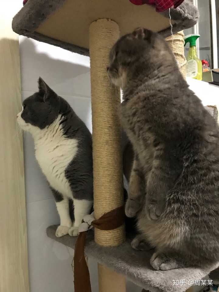 家里养三只猫或三只以上是一种怎样的体验?