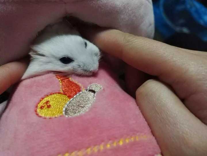 仓鼠认识主人吗?
