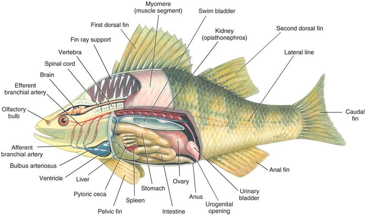 我们可以看到鱼腹内有肝脏,脾脏,肠胃和鱼鳔等结构.