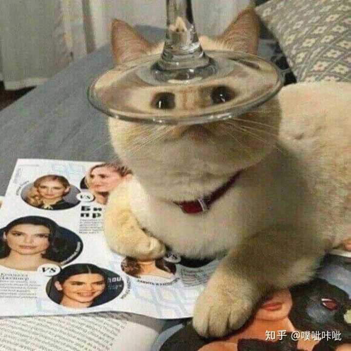 最好是猫?