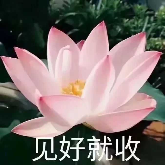 有什么a到爆的沙雕姐妹头像?