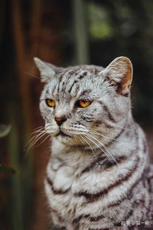 肯定需要的吧,猫咪就是比较高冷点的人嘛,虽然很独立,但是如果有朋友