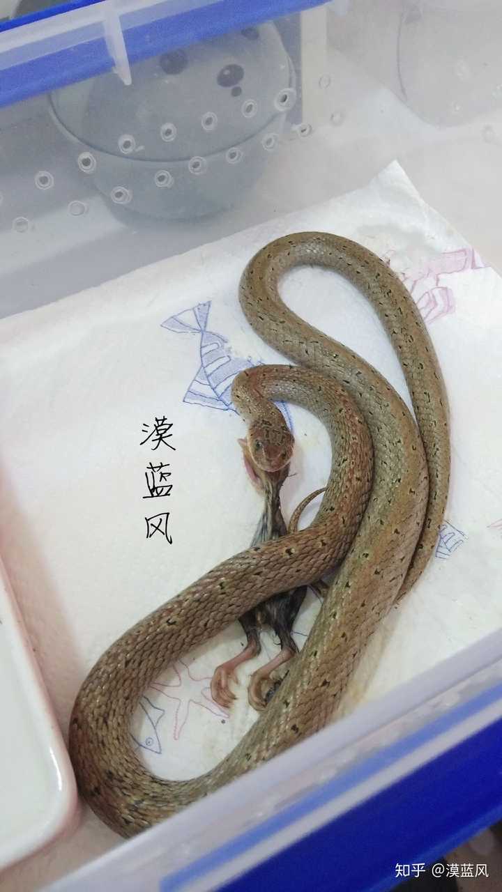 世界上有哪些有趣的蛇?