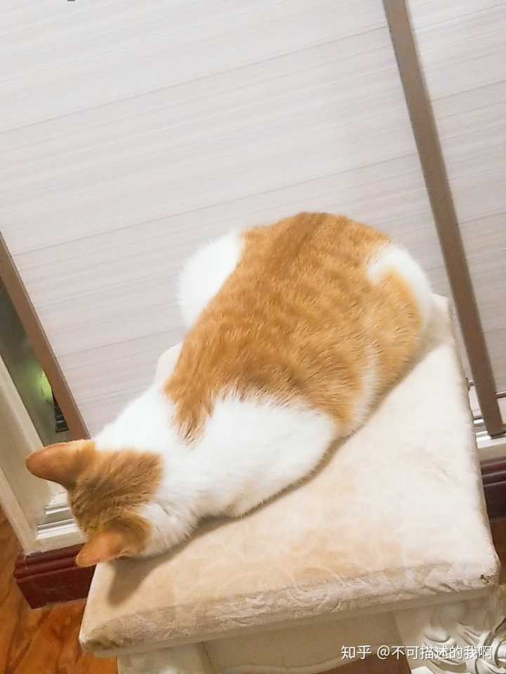 看看你家养的橘猫,怎么样?