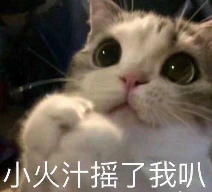 有哪些可爱到哭泣的猫咪图片或者表情包?
