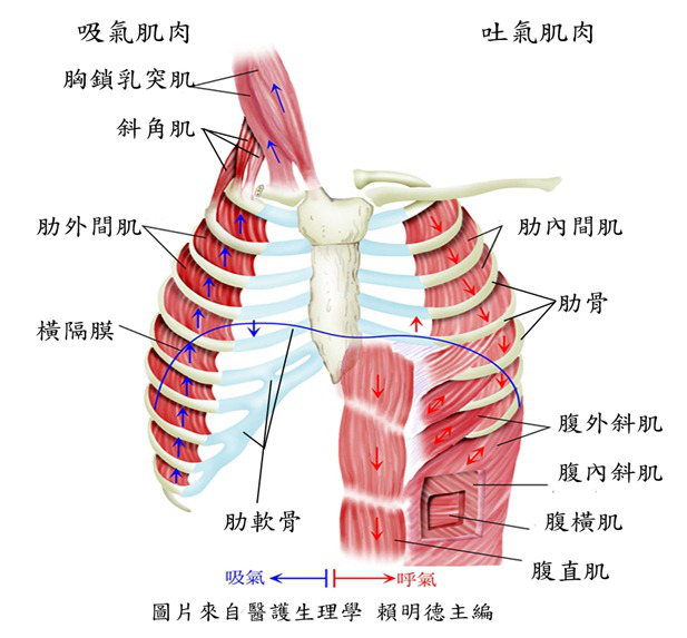 腹式呼吸的解剖学依据是什么?