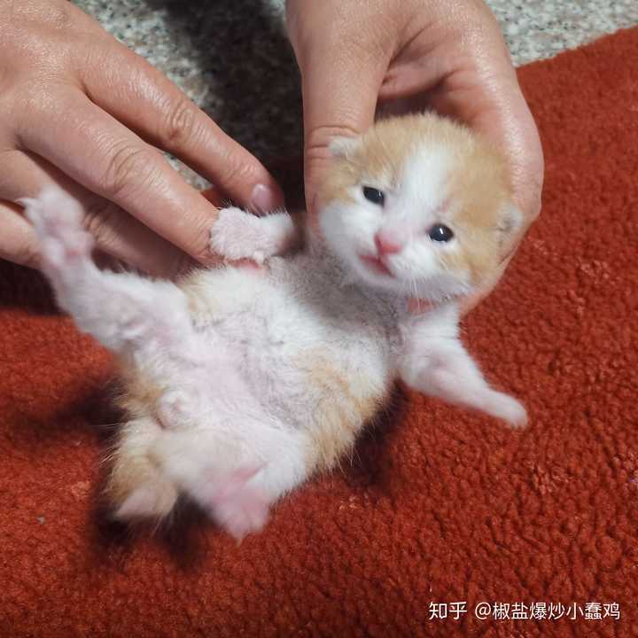 刚被捡到,出生十几天的样子