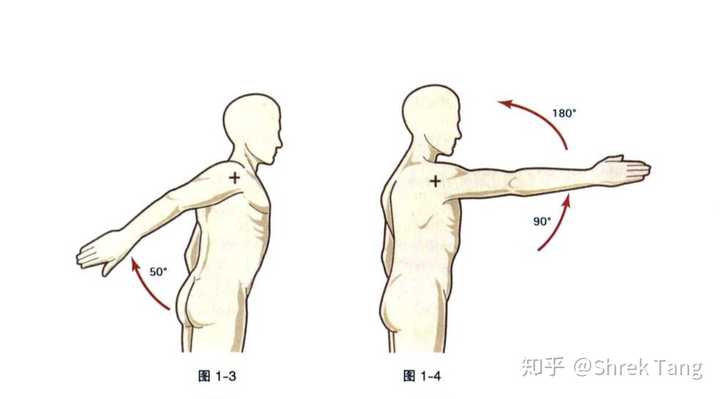 肩关节是球窝关节,有三个自由度: 矢状面:屈曲/伸展=180/45-50 解剖
