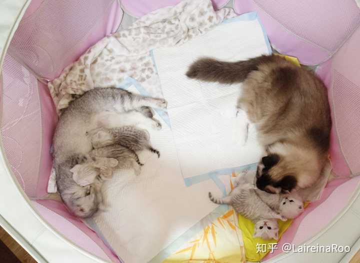 猫妈妈为什么叼着小猫往主人怀里塞?