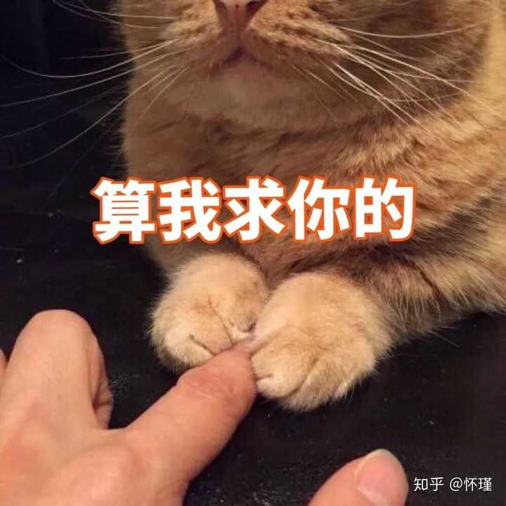 各位小伙伴有没有暗中观察橘猫的表情或者头像?