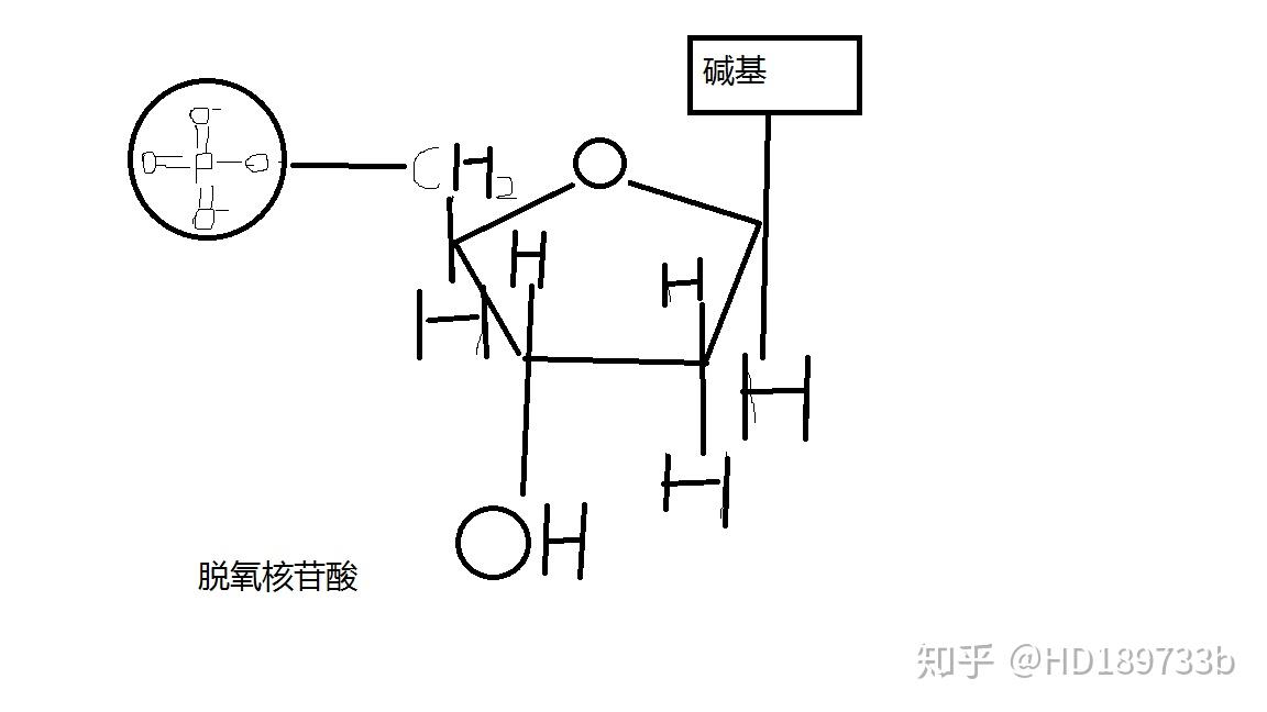 求核糖和脱氧核糖的分子结构?