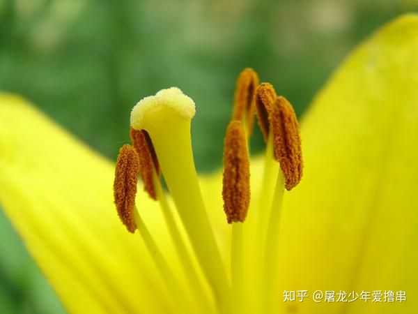 花药和花粉有什么区别吗