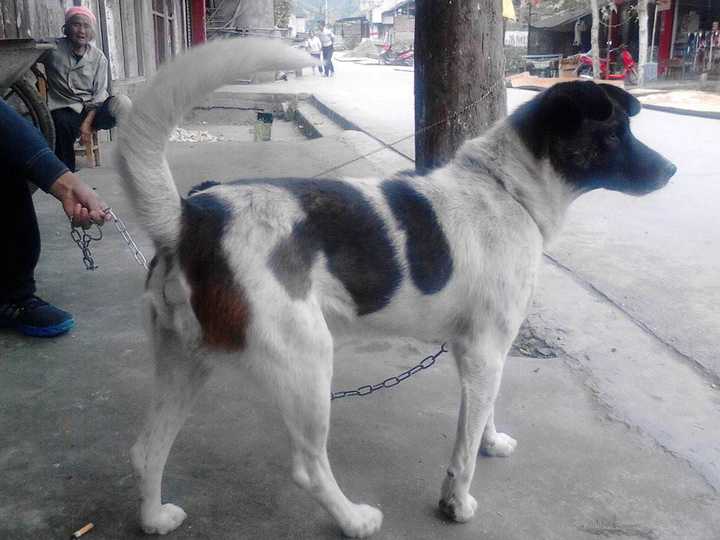 表哥喜欢养狗,前前后后养过很多条,这条聪明的狗狗是条土狗,黑白花色
