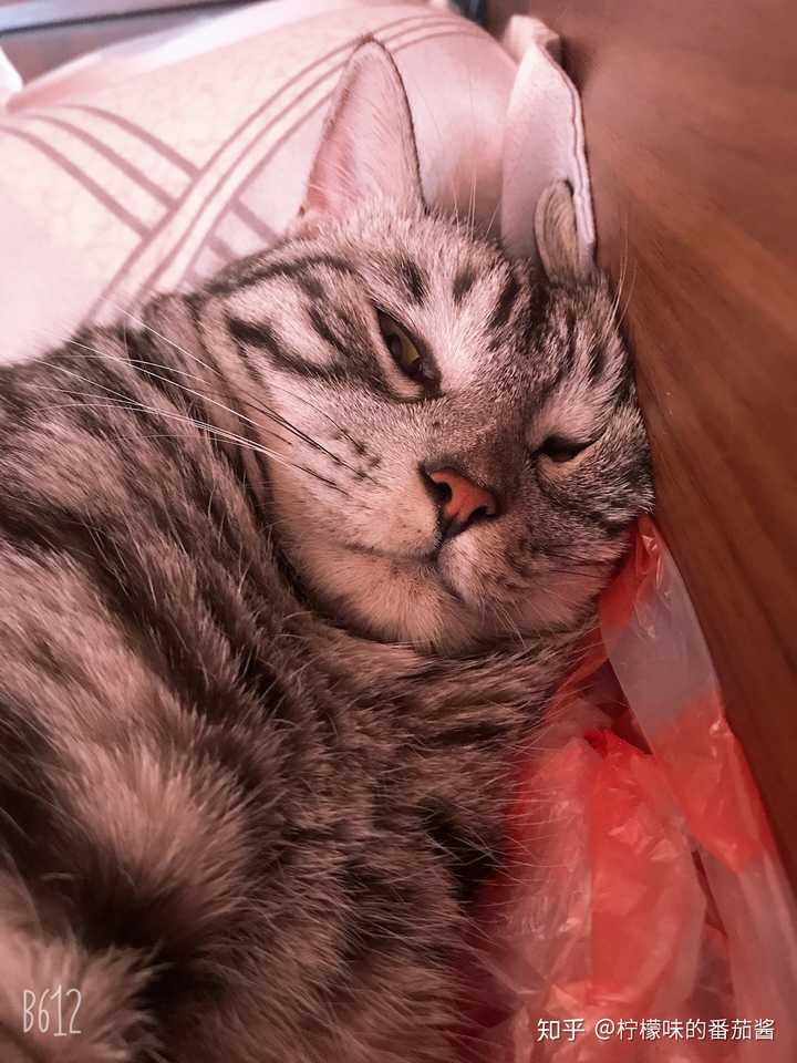 它和它爸都长的像狸花猫,现在后院猖獗,随便整个田园,就说美短英短