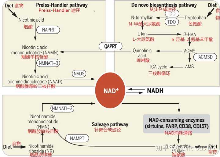 nad 有五个前体:烟酸,烟酰胺,色氨酸,nr和nmn.