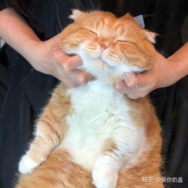 有哪些少女心的猫咪头像?