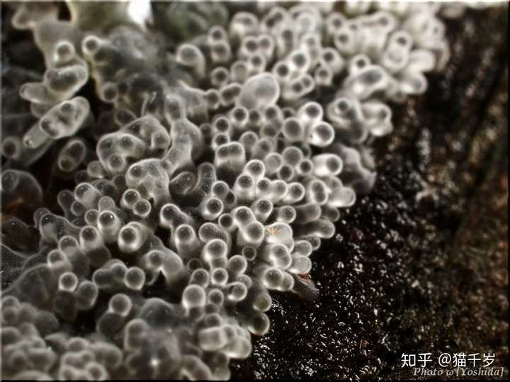 鹅绒菌属的一种生物 ceratiomyxa descendens