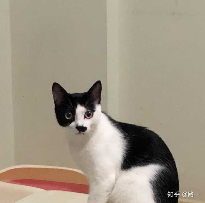 想看看你们的奶牛猫可以吗?