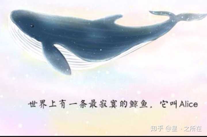 原因是这只孤独鲸的频率有52赫兹
