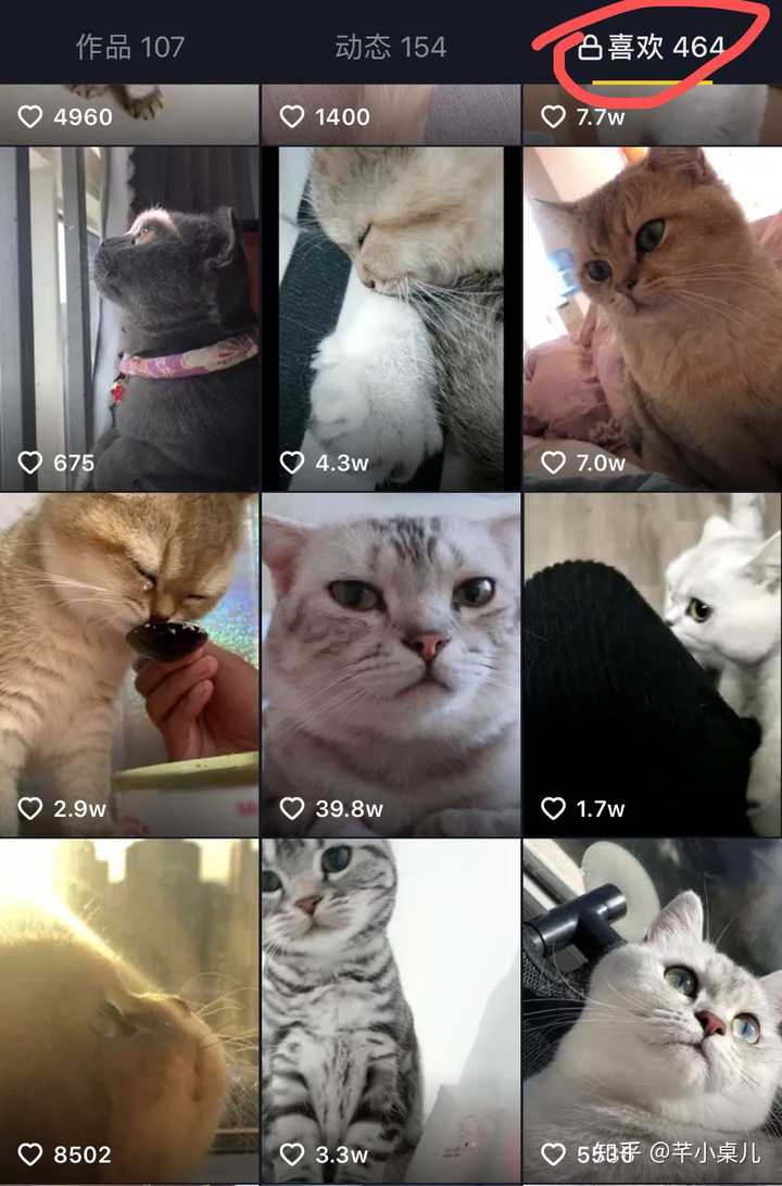 博览后宫,我有了惊喜的发现:抖音上的猫子狗子们, 分为体验派和演技