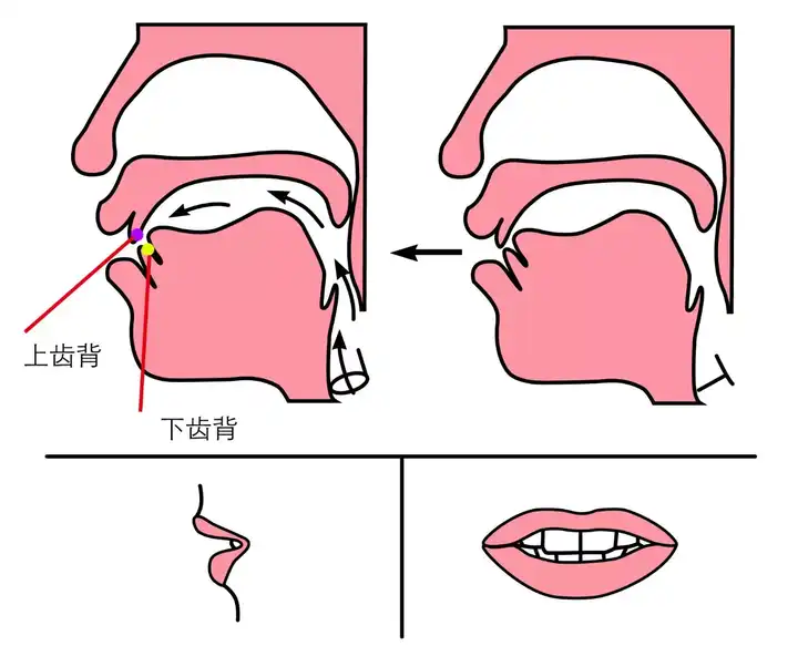 发翘舌音zh\ch\sh时,舌头放松,舌尖轻巧地翘起来接触或靠近 硬颚前部