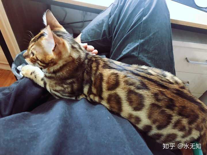 这是狸花猫吗还是野生豹猫?