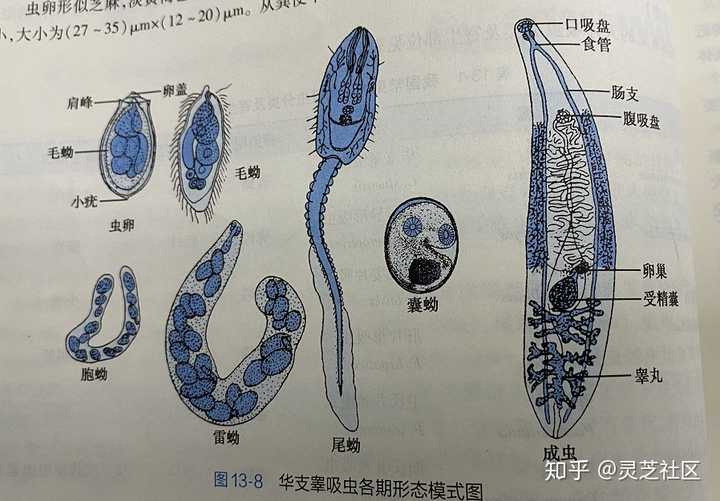 华枝睾吸虫的形态结构和生活史的特点有哪些