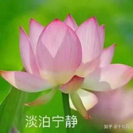 为什么很多中年妇女喜欢用荷花/莲花/荷塘图片做头像?