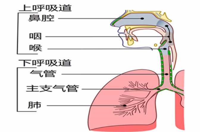 呼吸道分为上呼吸道与下呼吸道.上呼吸道包括:鼻,咽,喉.