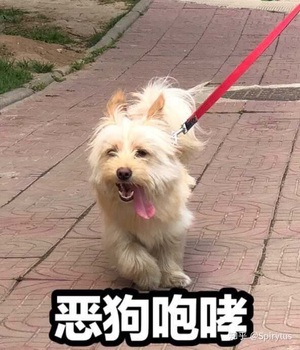 捡到狗是什么体验