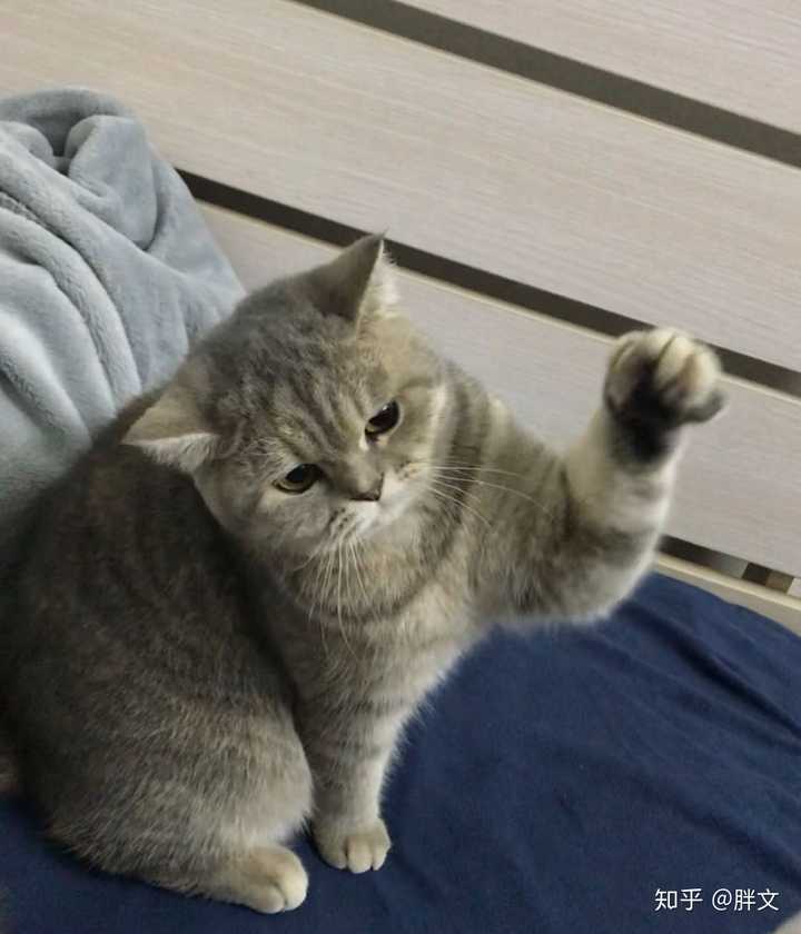 我想看看你们的猫咪可以吗?