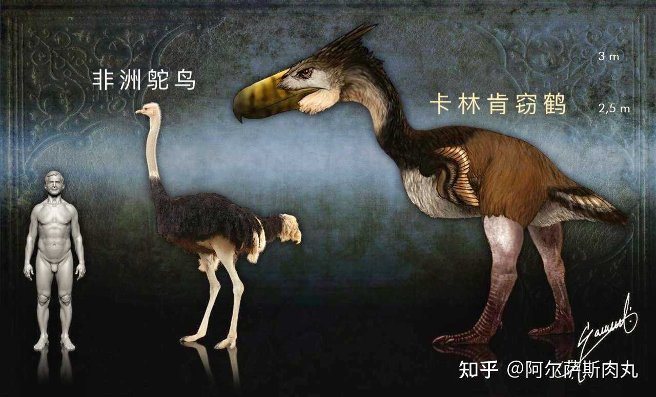 【转图】"骇鸟之光"