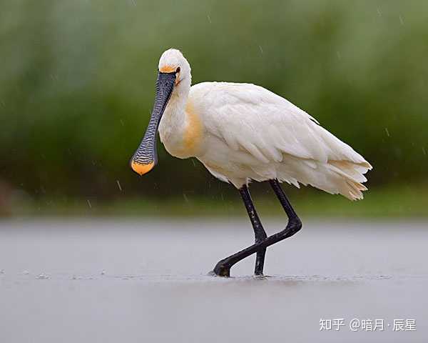白琵鹭,看嘴就行