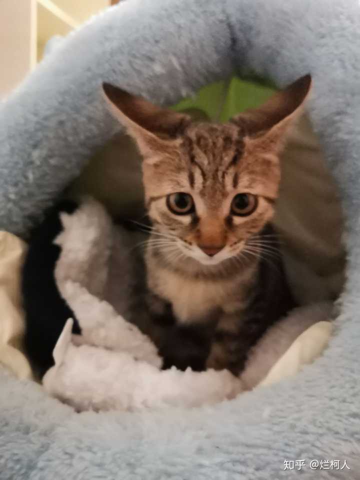 个子小的一匹,却总是跟室友的缅因猫面前皮https://www.zhihu.