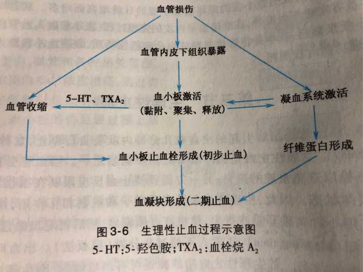 血细胞凝固,聚集,凝集有何不同?