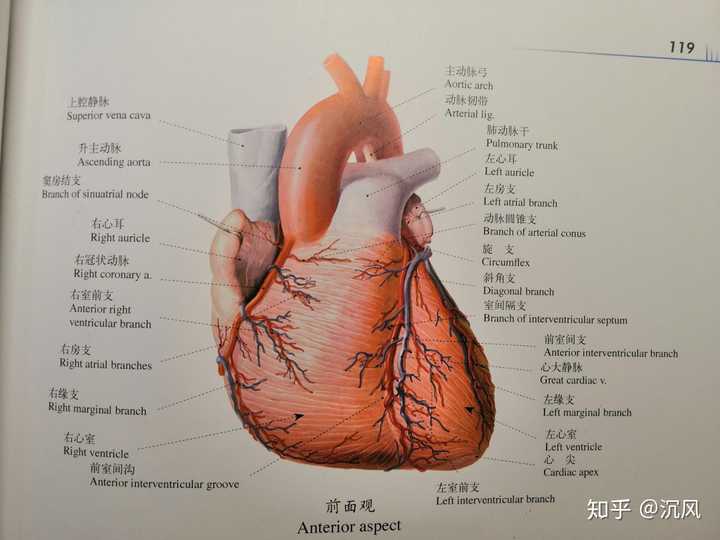 人的心脏为啥有四扇门