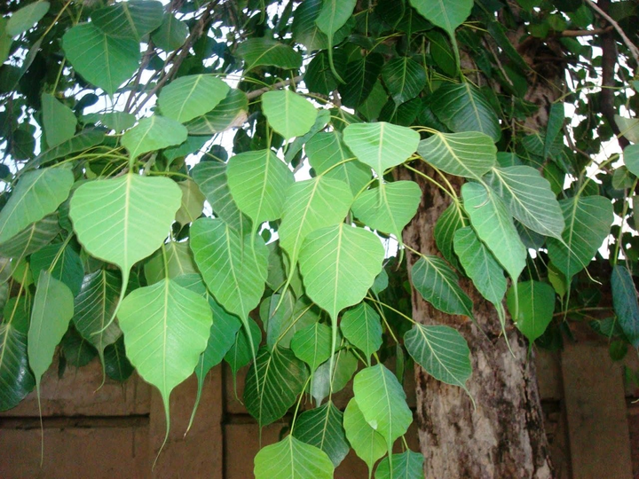 1,菩提树 ficus religiosa,桑科