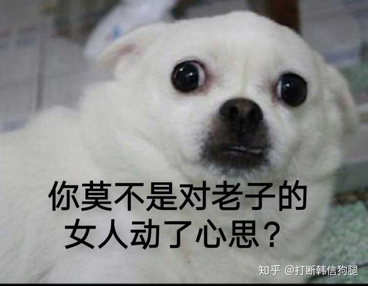 有什么可爱的狗狗表情包?