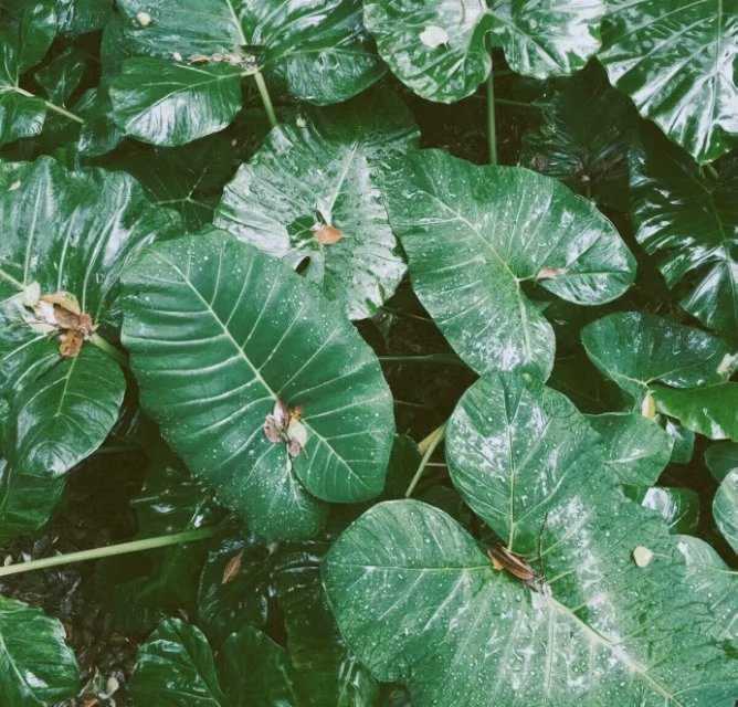 求推荐有关小恐龙的头像或者有关绿色背景图?