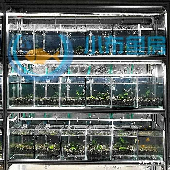 孔雀鱼系统缸怎么做?