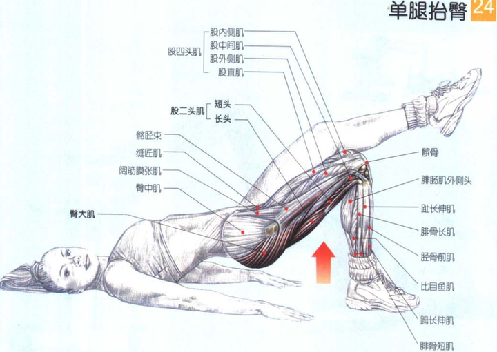 臀桥如何做的标准?