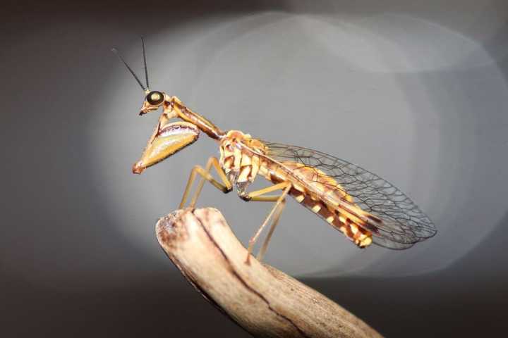 家里突然出现一种虫子,4厘米左右,触角挺长,通身黑色,两个前肢像螳螂