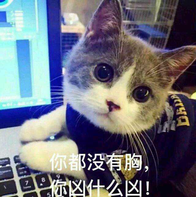 请问有没有猫咪的表情包