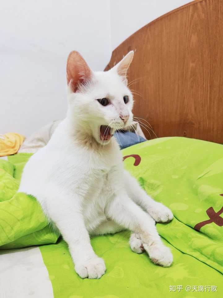 你家的猫都有哪些骚动作?