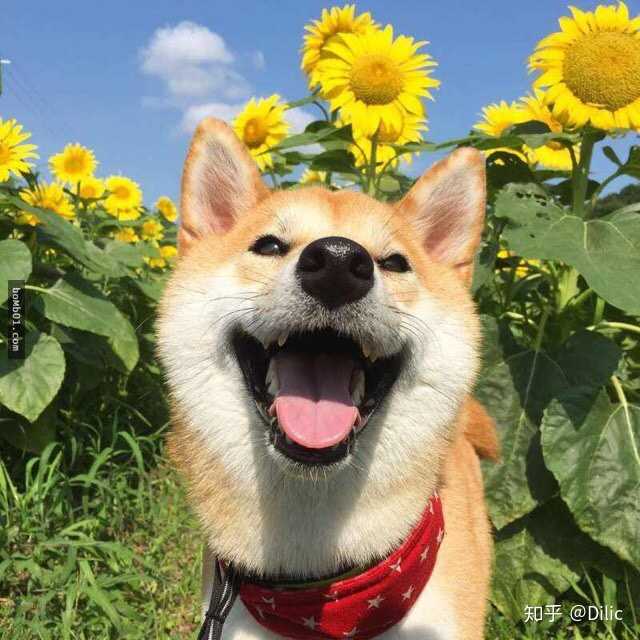 本人男,去年刚开学我微信头像是一只柴犬 对,很可爱那种