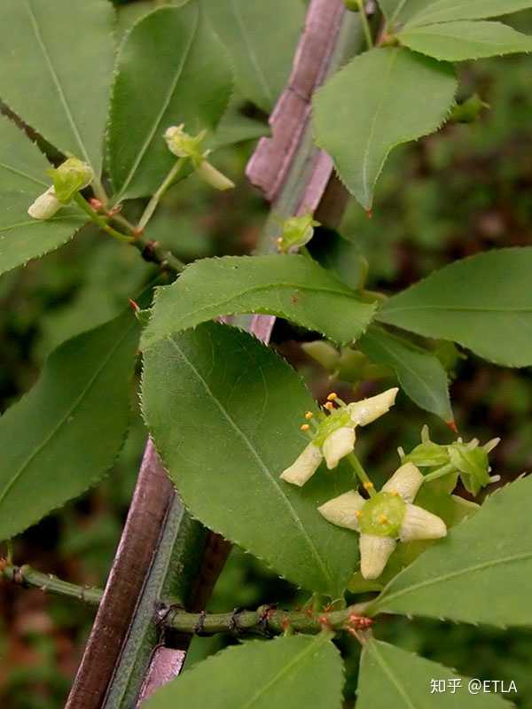 冬青卫矛(大叶黄杨)的辨认特征是锯齿形椭圆叶,叶缘钝齿,如下图,由于